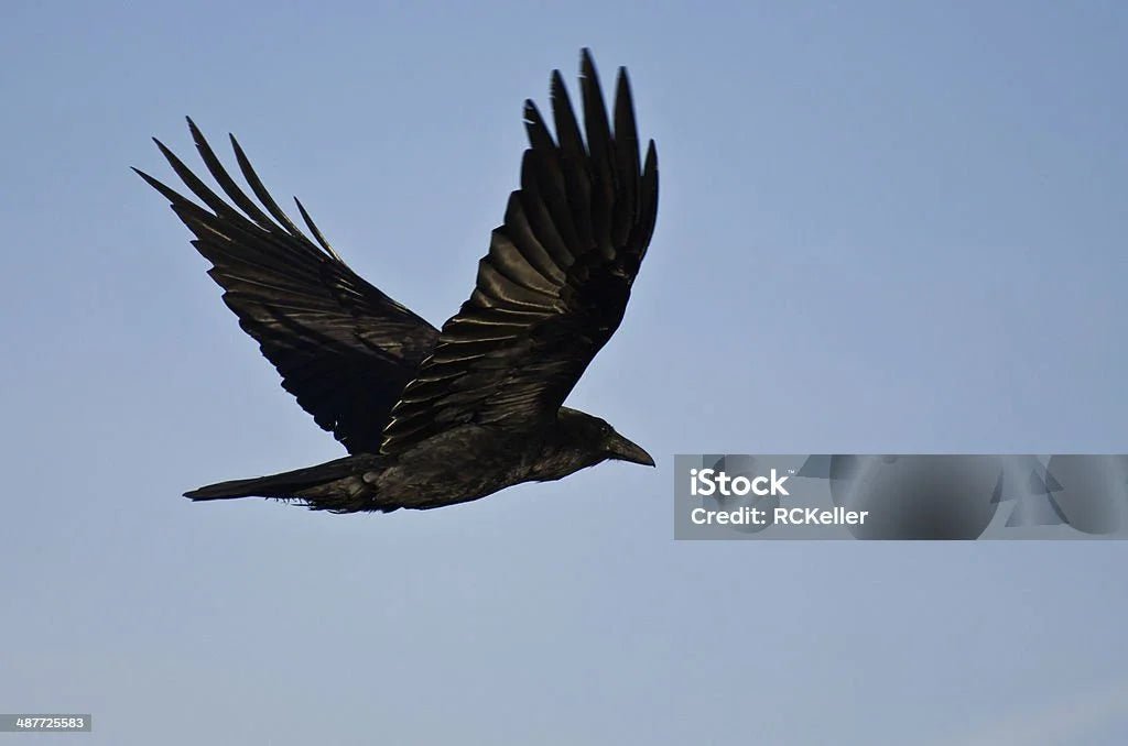 2025年最新カラス撃退方法 複数戦略を活用する秘訣 - Yolerhome